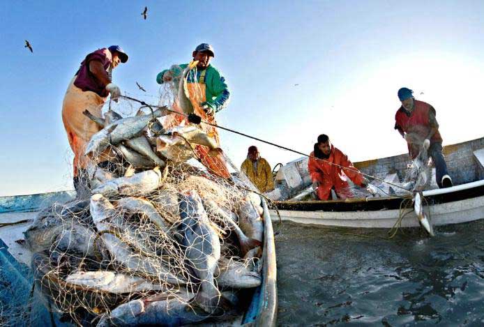 Colectivo por la Pesca Mexicana propone 9 acciones al próximo gobierno -  Agromarketing