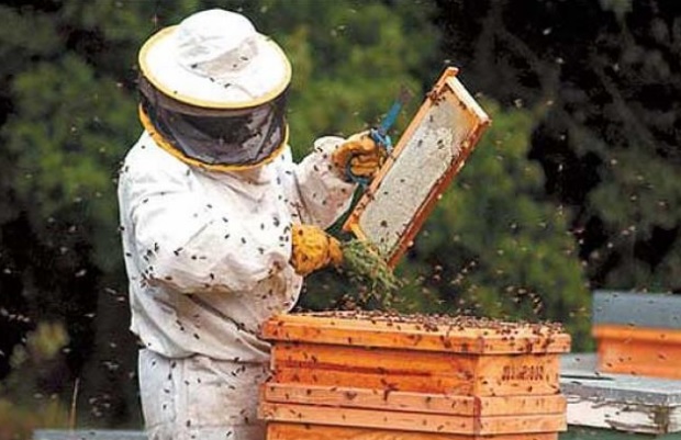 Industria apícola yucateca en sus peores momentos -